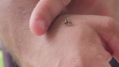 Tiny Spider Jumps on Hand Stock Footage 247653594