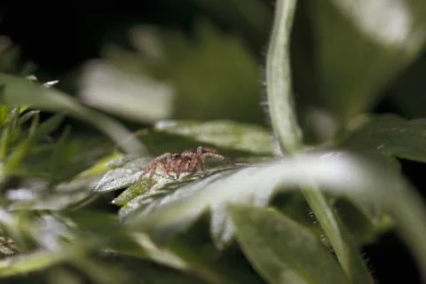 Tiny spider on leaf, close-up 写真素材