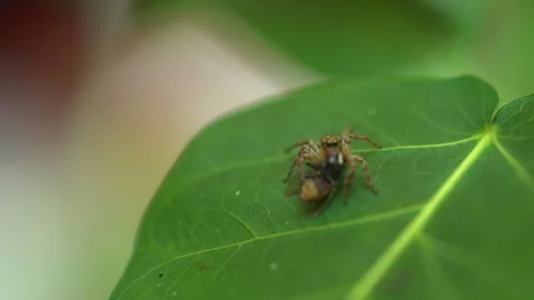 Tiny spider on a leaf macro 2 Video stock 288233757
