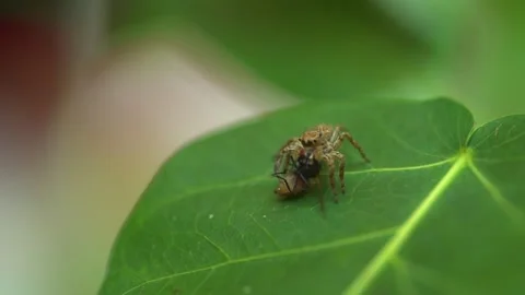 Tiny spider on a leaf macro 3 Video stock 288233799