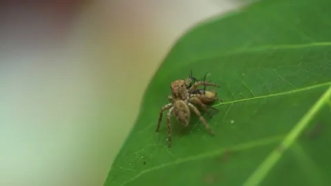 Tiny spider on a leaf macro 4 Video stock 288233817