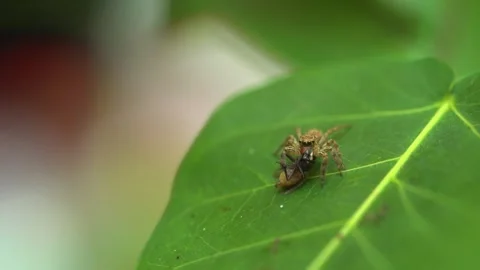 Tiny spider on a leaf macro Video stock 288233944