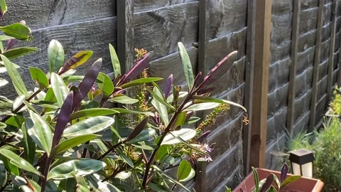 Tiny spider making a web on a garden plant Video stock 136954029