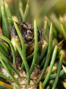 Tiny spider nestled among pine needles Stock Photos