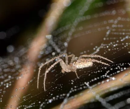 Tiny Spider at night. Stock Photos