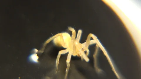 Tiny Spider Observed Under Light Microscope To Study Defensive Posture Stock Footage 129783719