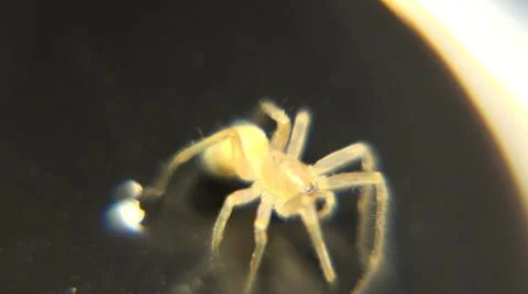 Tiny Spider Observed Under Light Microscope To Study Defensive Posture Stock Photos