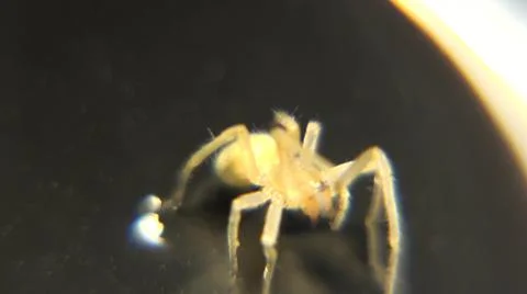 Tiny Spider Observed Under Light Microscope To Study Defensive Posture Stock Photos