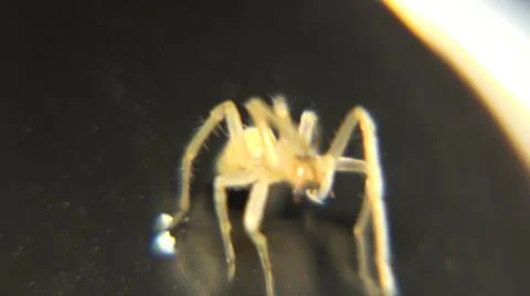 Tiny Spider Observed Under Light Microscope To Study Defensive Posture Stock Photos
