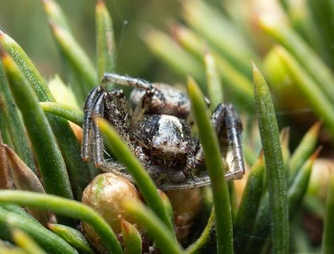 Tiny spider perches on pine needles, camouflaged among green Stock Photos