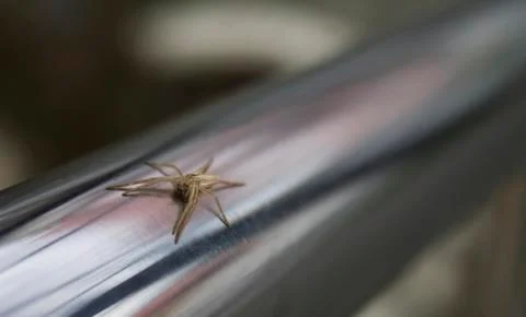 Tiny spider 스톡 사진