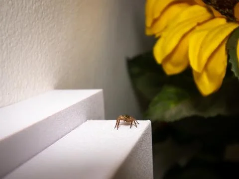 Tiny Spider Stock Photos