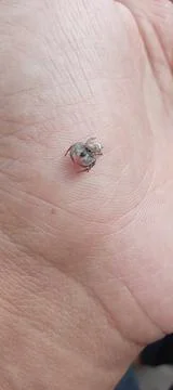 Tiny Spider Stock Photos