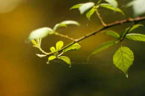 Tiny spider in the point of a leaf Stock-Fotos
