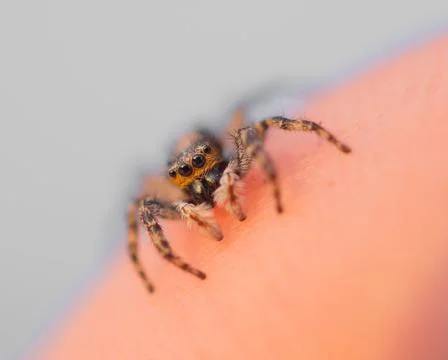 Tiny spider ready to jump Stock Photos
