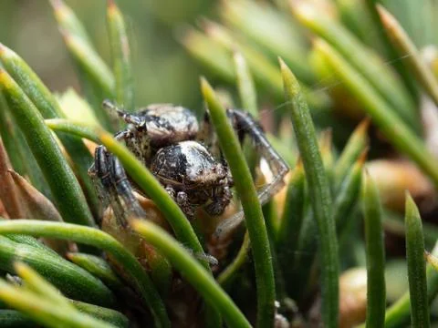 Tiny spider rests among pine needles Stock Photos
