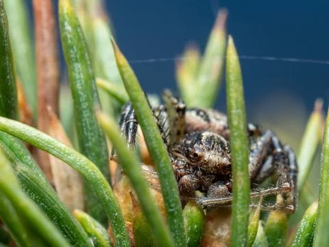 Tiny spider rests among pine needles Stock Photos