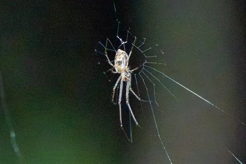 Tiny spider rests in its delicate web Stock Photos