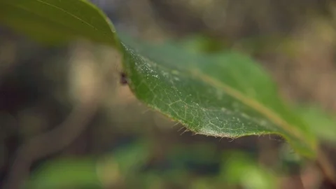 Tiny Spider Running on Green Leaf Macro Close Up Stock Footage 125946718
