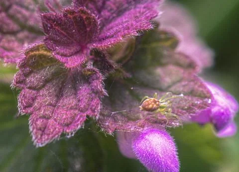 Tiny Spider into a small Purple Flower Stock Photos