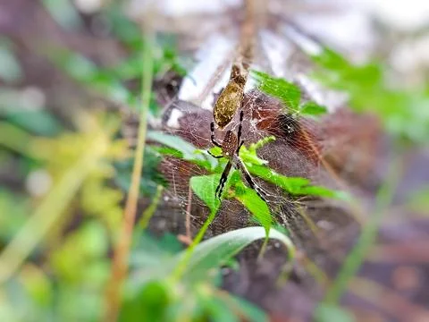 Tiny spider suspended in a web against a lush green background. Stock Photos
