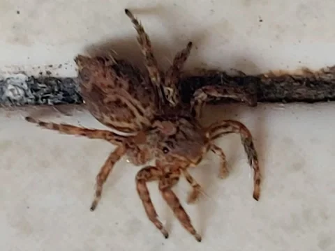 Tiny Spider Turning Left Slowly Video stock 284333270