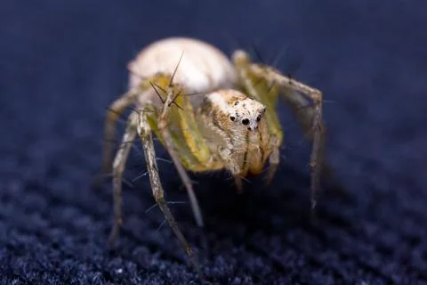 Tiny spider on velvet Stock Photos
