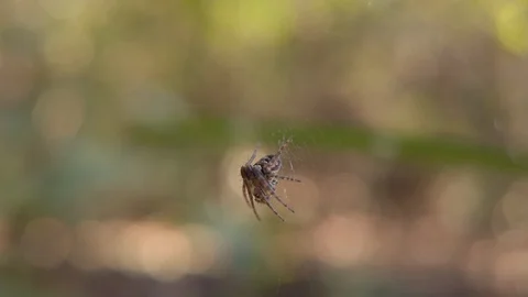 Tiny Spider Waiting on Web Macro Close Up Stock Footage 125946906