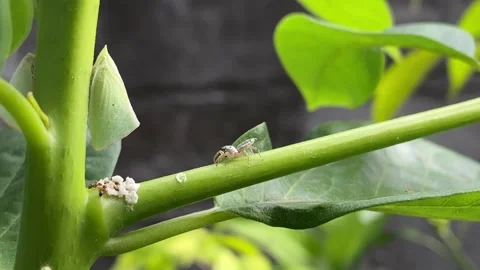 A tiny spider walking on a leaf stalk approaching an aphid colony. 4k Video stock 247010366