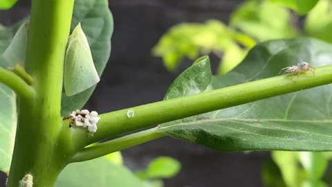 A tiny spider walking on a leaf stalk approaching an aphid colony. 4k Video stock 247010367