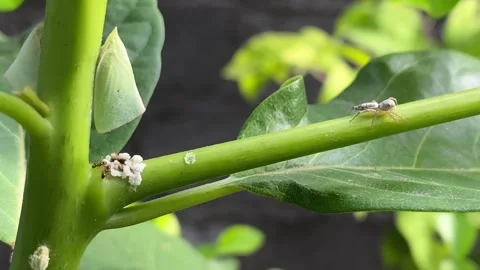 A tiny spider walking on a leaf stalk approaching an aphid colony. 4k Vídeos de archivo 247010445