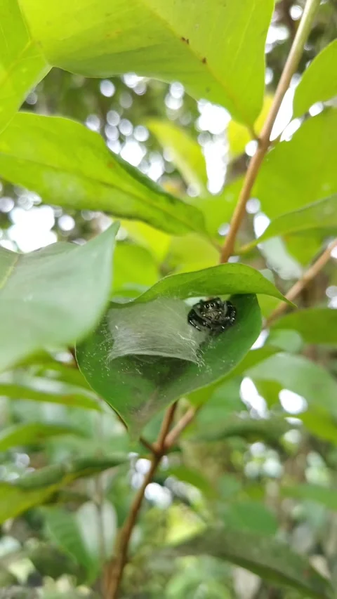 Tiny spider weaves delicate web on a green leaf Stock Footage 331232274