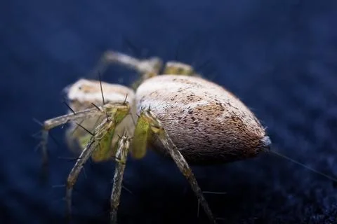 Tiny spider weaving web Stock Photos