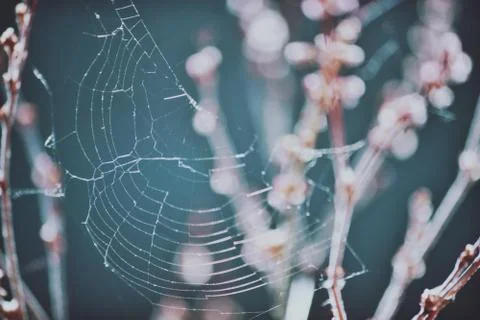 Tiny Spider Web Amongst Flowers Stock Photos