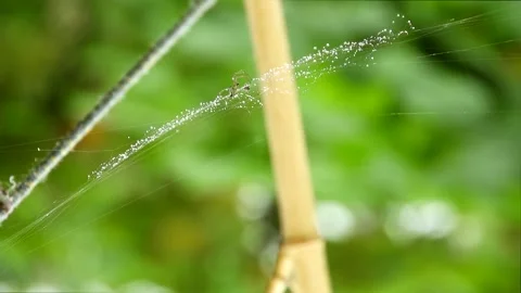 Tiny Spider on Web Flying in Wind - Animated Nature Scene Stock Footage 307466100