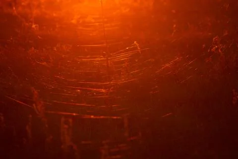 Tiny spider web Stock Photos