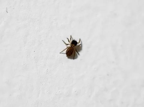 Tiny Spider on White Wall Macro Shot Close Up Stock Photos