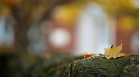 Tiny spider yellow autumn leaf stone wall Video stock 32693793