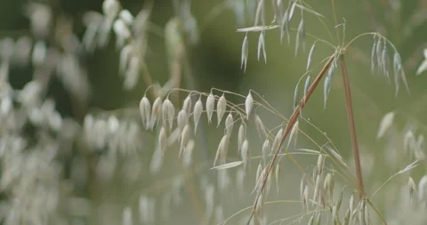 Tiny spikelet of common oat 4k slomo shallow DOF video Stock Footage 278564760