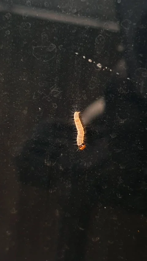 Tiny, spiky orange red headed larva or caterpillar clings to a dark glass, .. Stock Footage 308355388