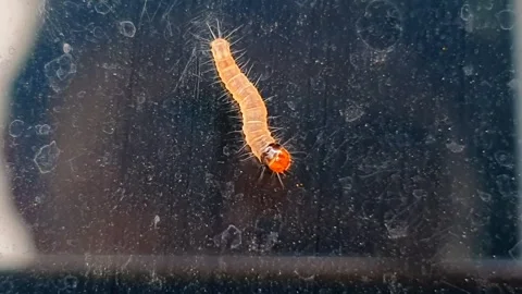 Tiny, spiky orange red headed larva or caterpillar clings to a dark glass, .. 스톡 동영상 308355422