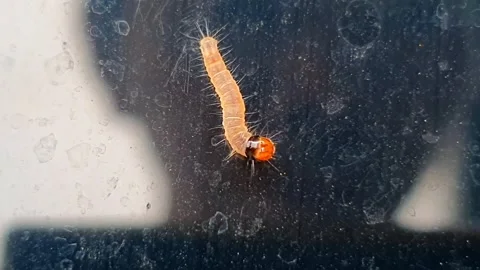 Tiny, spiky orange red headed larva or caterpillar clings to a dark glass, .. 스톡 동영상 308355435