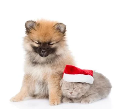 Tiny spitz puppy and scottish kitten with santa hat sleep together. isolated  Stock Photos