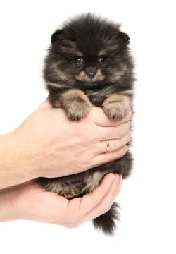Tiny Spitz puppy in hands on white background Stock Photos