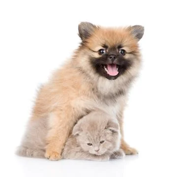 Tiny spitz puppy hugging scottish kitten . isolated on white background Stock Photos