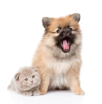 Tiny spitz puppy sitting with scottish kitten together. isolated on white bac Stock Photos