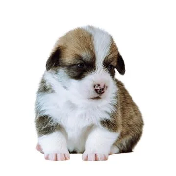 Tiny spotted brown, black and white Pembroke Welsh corgi pup sitting on white Stock Photos