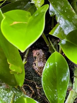 Tiny spotted frog camouflaged among lush green leaves in a tropical jungle .. Stock Photos