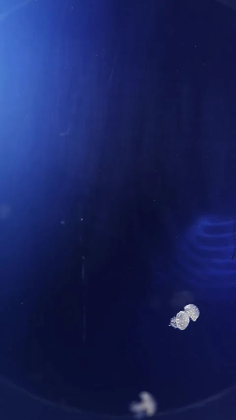 The tiny spotted jellyfish drifts in the deep blue water, its unique dotted patt Stock Footage 292516977