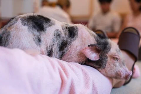 Tiny spotted piglet naps on a visitor's lap in a Tokyo pet cafe Stock Photos